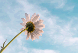 柚子影视平台测评Q&A：指南一览与快速排查，柚子影视tv怎么样